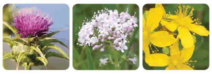 3 herbs flowers